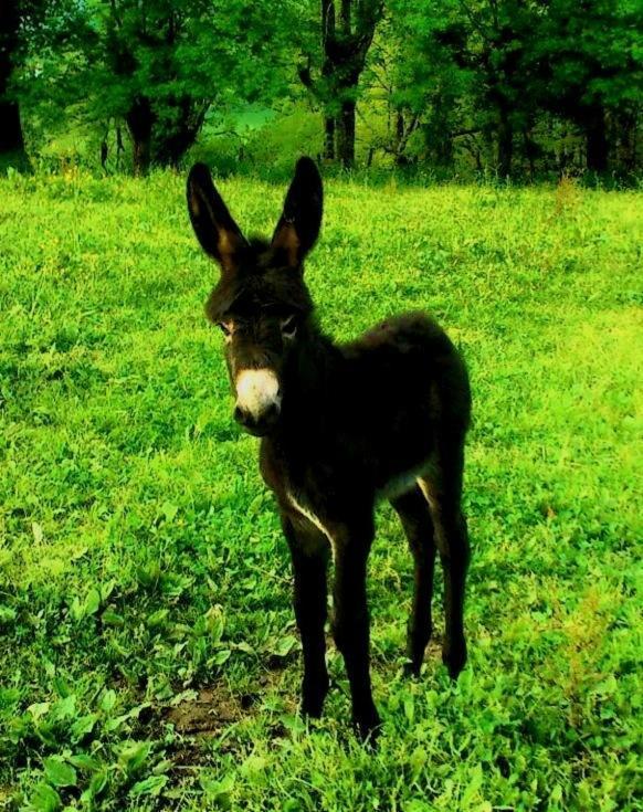 Casa Rural Aldekoa Ziga Kültér fotó